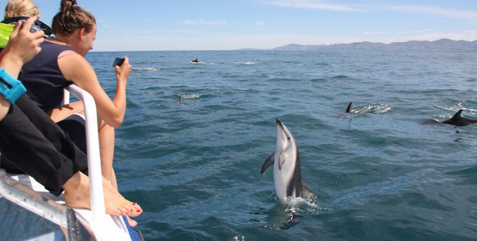 Kaikoura dolphin encounter spectator