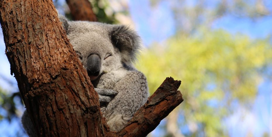 Koala Hospital Highlight AU