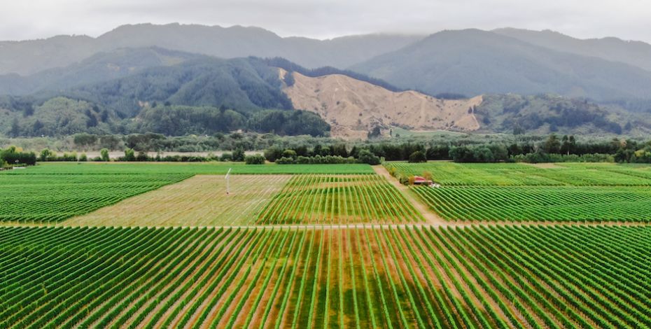 Marlborough wine region