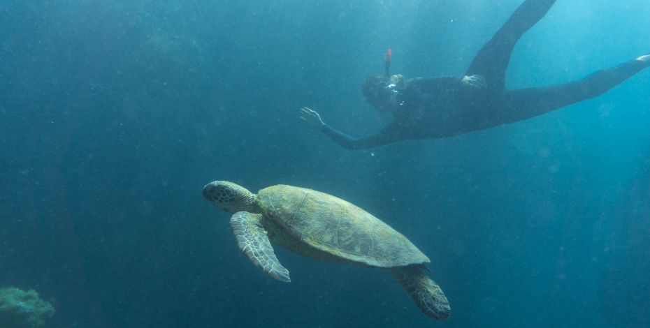 Snorkeling Whitsundays Highlight AU