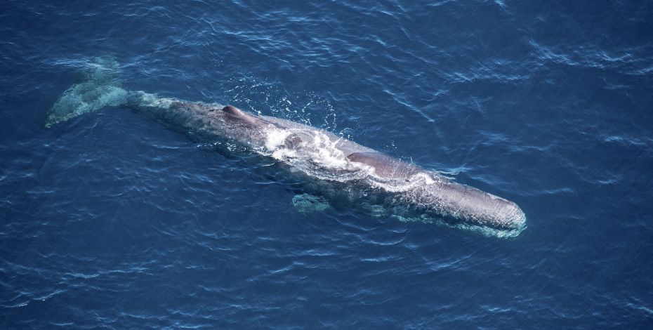 South Pacific Helicopters Sperm whale 3