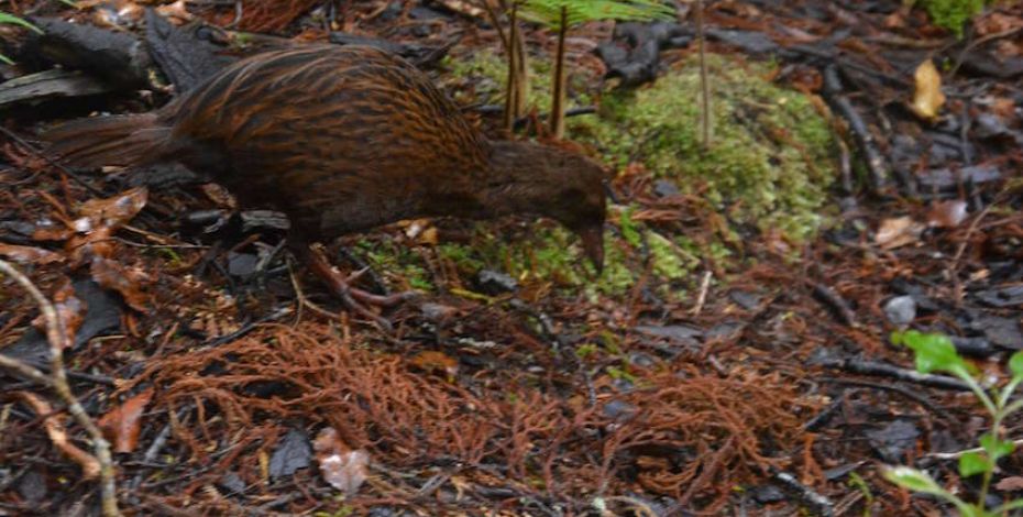 Stewart island weka ulva island sanctuary