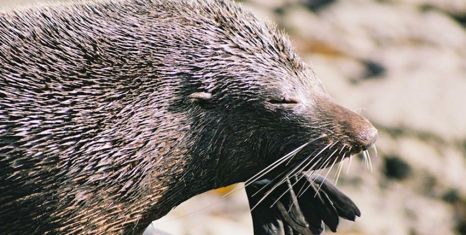 abel tasman sailing seal