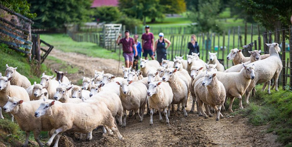 blue duck station sheepmuster straynz gallery