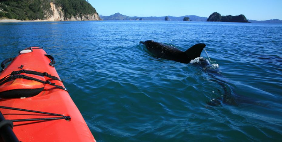 cathedral cove kayaking