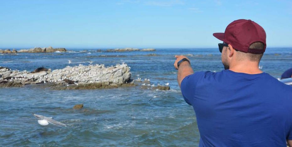 kaikoura peninsula spotting wildlife