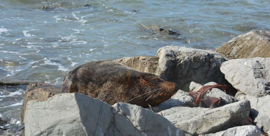 kaikoura peninsula walkway seal