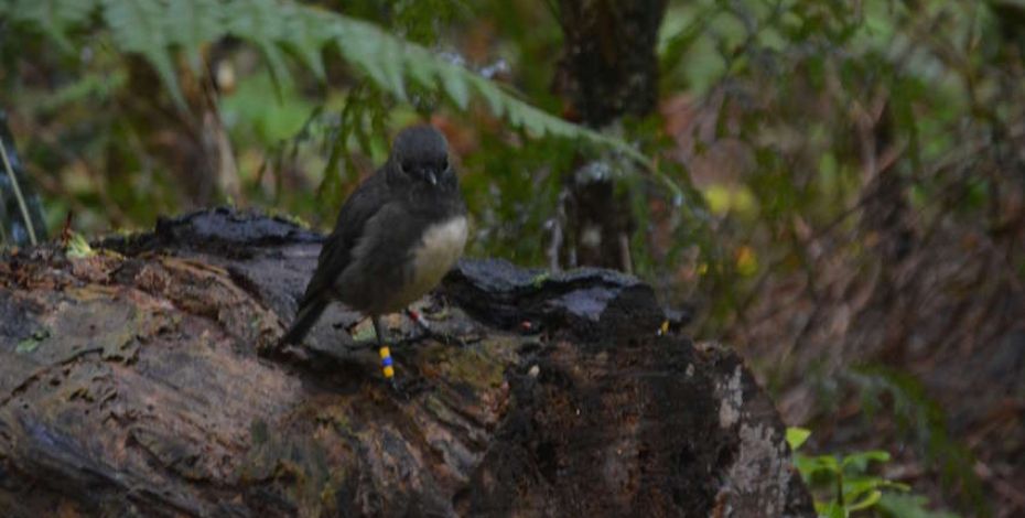 stewart island robin ulva island sanctuary