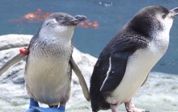 International Antarctic Centre Little Blue Penguins