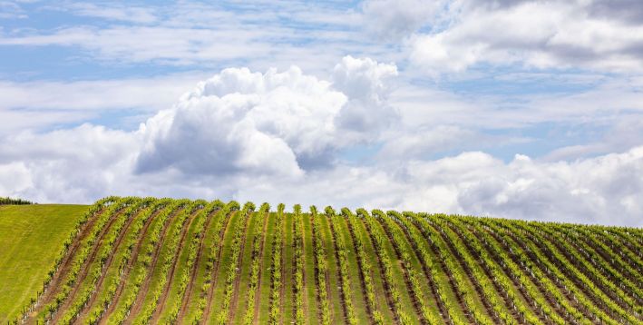 Hunter Valley Countryside Highlight AU