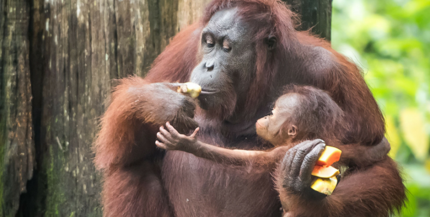 sepilok orangutan sanctuary feedingplatform