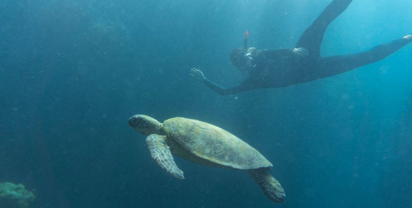 Snorkeling Whitsundays Highlight AU