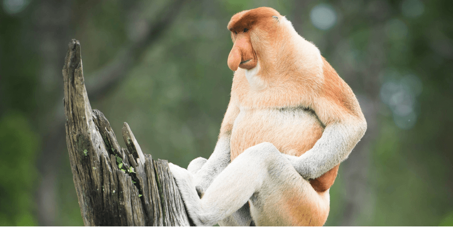 kinabatangan proboscis monkey2