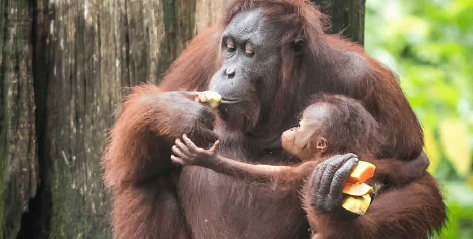 sepilok orangutan sanctuary feedingplatform2