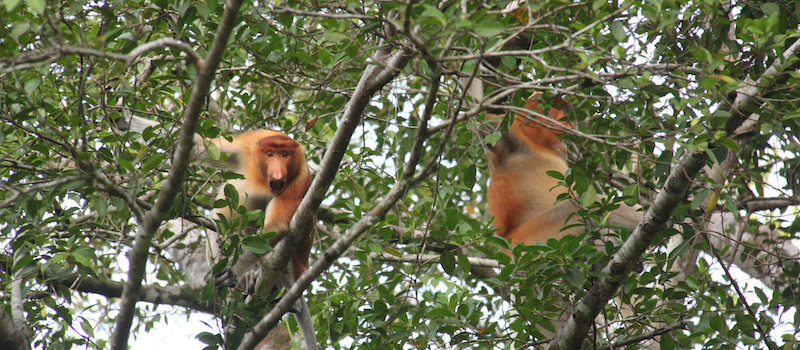 kinabatangan river proboscis monkeys borneo