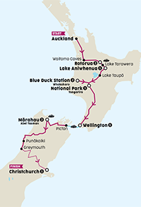 Kereru thumb