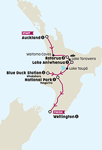 Pukeko thumb