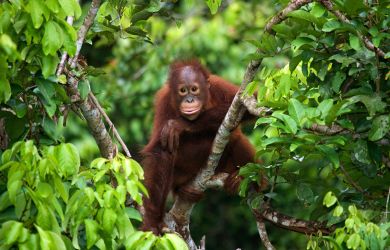 Borneo Explorer Stray Asia2