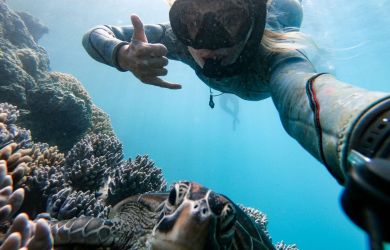 Snorkelling Turtle 1