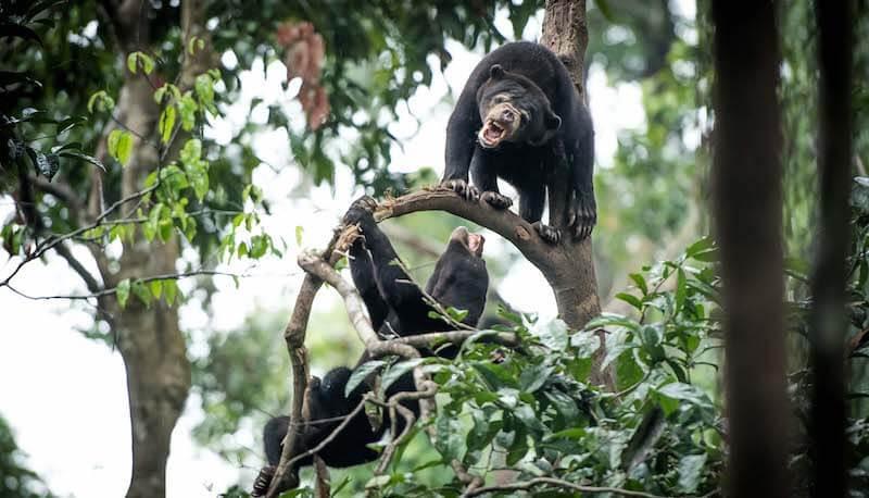 sepilok sun bear sanctuary borneo