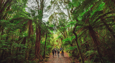 Forest Walk thumbnail