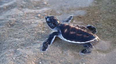Baby Turtle Borneo Thumbnail