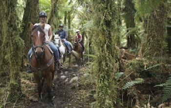 Franz Josef South westland horse treks thumb