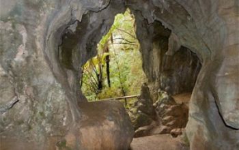 Activity Ruakuri Track Waitomo