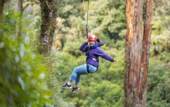 Canopy Tours 1