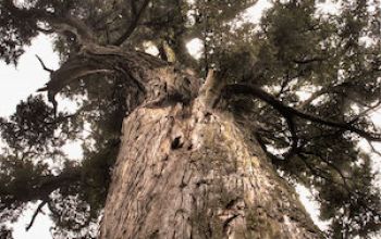 Rangitata big tree walk