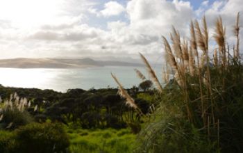 hokianga thumb