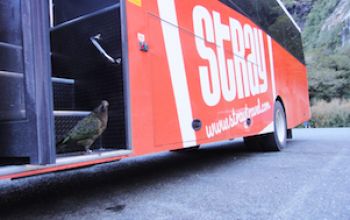 mt cook kea on stray bus