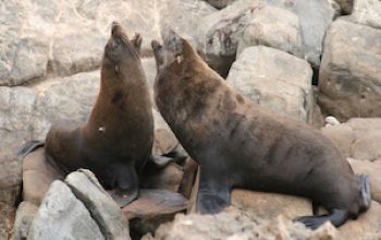 nz fur seal thumb