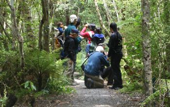 stewart island bird tour