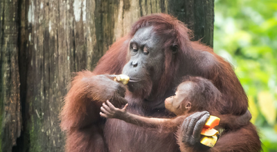 borneo tours stray asia